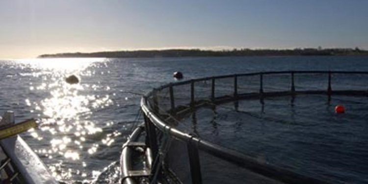 Norske lakse-havbrug ramt af dødelig alger