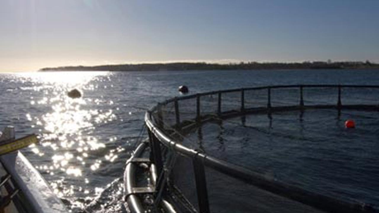 Read more about the article Norske lakse-havbrug ramt af dødelig alger