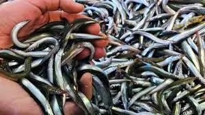 Et nyt forskningsprojekt, vil fiskere og forskere undersøger hvordan milliarder af fisk dør ved fiskeri. arkivfoto: FiskerForum.dk 