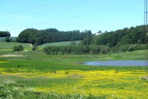 DTU Aqua advarer: Genslyngning og vådområder skal planlægges langt mere præcist – ellers risikerer vi at forværre naturens tilstand i stedet for at forbedre den. foto: wikipedia