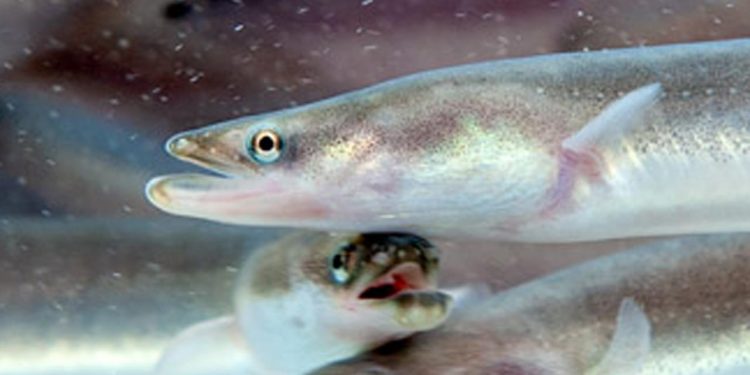 Åle-fiskeriet i fersk vand er støt faldende foto: Fiskepleje DTU