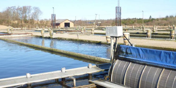 Planloven hindre modernisering af fiskeopdræt - 300 dambrug lukket siden 1989. arkivfoto