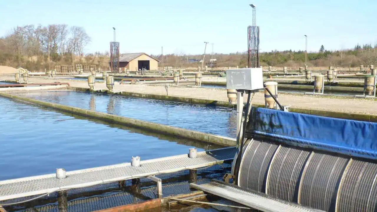 Read more about the article Planloven hindre modernisering af fiskeopdræt – 300 dambrug lukket siden 1989