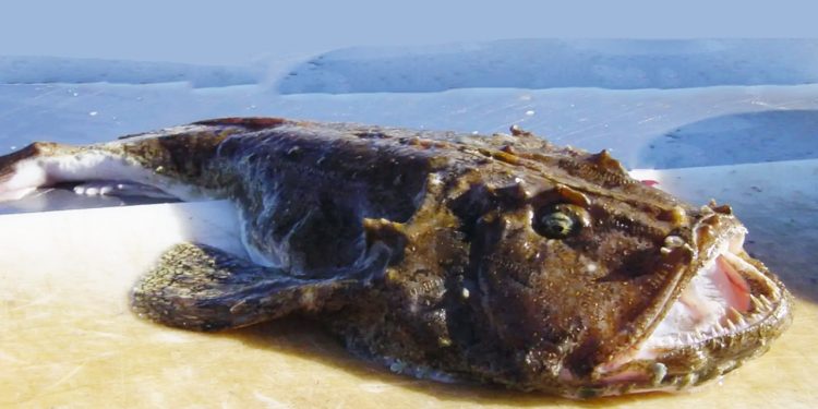 Færøerne: Den bredmundet bundfisk »Havtasken«, landes flittigt arkivfoto: FiskerForum.dk