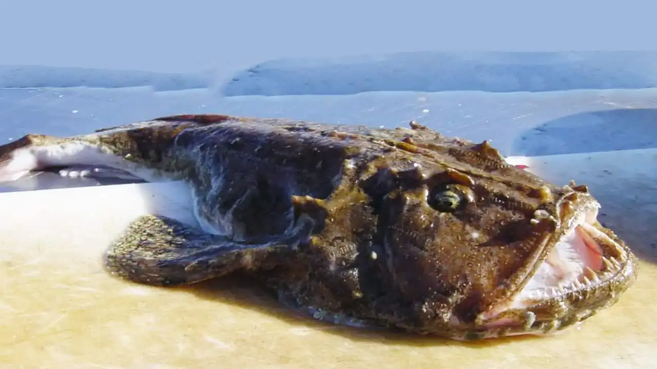 Read more about the article Færøerne: Den bredmundet bundfisk »Havtasken«, landes flittigt