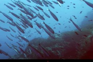 Når du køber et produkt med MSCs blå fisk, så er du med til at beskytte have og fiskebestandenes sundhed. Den fisk og skaldyr, som du køber med MSC-mærkets blå fisk, kan spores tilbage til et fiskeri som er blevet uafhængigt certificeret som bæredygtigt. foto: msc