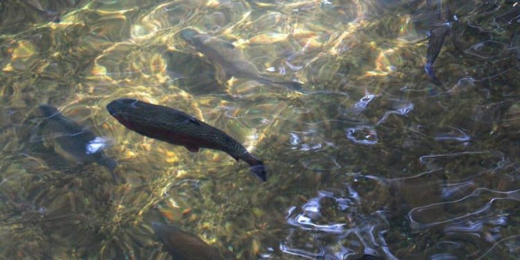 I juni måned sidste år havde konsulenten fra Aquamind og virksomheden North Sea Steelhead, lagt et nyt revideret forslag frem for kommunens teknik- og miljøudvalg, hvor man ansøgte om tilladelse til af udlede mellem 25 og 90 tons kvælstof om året  foto: FiskerForum.dk