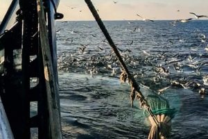 Drop Myterne om bundtrawl og få en mere nuanceret betragtning af Bundtrawl i Fiskeriet arkivfoto