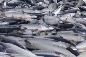 EU`s kompromisforslag om makrelkvoterne blev afvist af Norge.  Arkivfoto: Makrel - FiskerForum