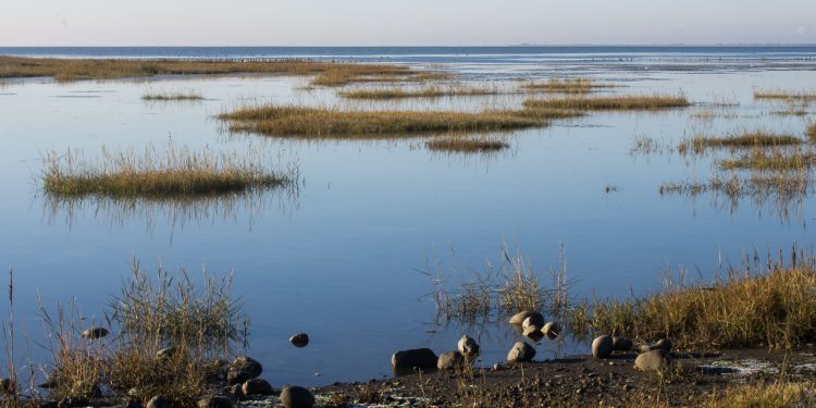 Danmarks naturområder skal have hjælp til at vende biodiversitets-krisen foto: Miljøstyrelsen