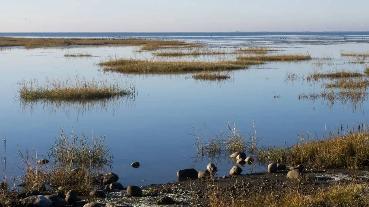 Read more about the article Danmarks naturområder skal have hjælp til at vende biodiversitets-krisen