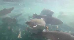 Aquapri reagerede proaktivt ved at kontakte dyrlæge og få foretaget omfattende vandanalyser.  arkivfoto AquaPri