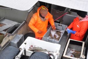 Vegansk forslag risikerer at lukke dansk fiskeri arkivfoto: RCS