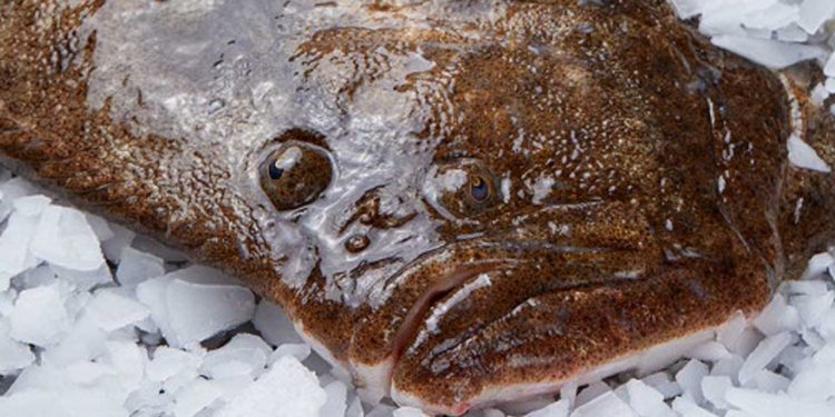 Fiskefabrikker går sammen for at styrke sig konkurrencemæssigt foto: Fjord Seafood