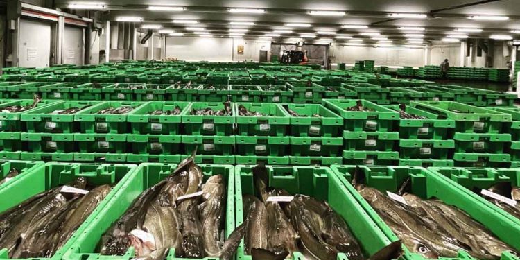 Indførelsen af en øget CO2-afgift på 2,26 kr. pr. liter brændstof har fået markante konsekvenser for de danske fiskeauktioner først på året. arkiv Hanstholm Fiskeauktion