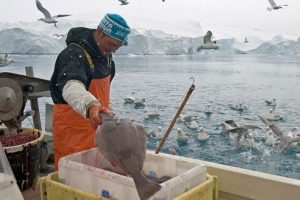 Grønland: Finanslovsforslags-overskud giver håb om ekstra penge til fiskerne arkivfoto