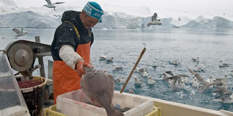 Grønland: Finanslovsforslags-overskud giver håb om ekstra penge til fiskerne arkivfoto