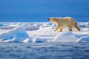 Fortsat vækst i den arktiske hav-is arkivfoto