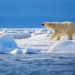 Fortsat vækst i den arktiske hav-is arkivfoto