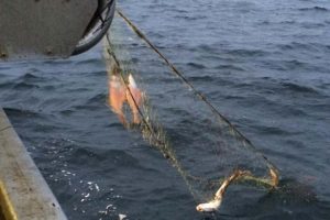 Begge Fiskeriforeninger byder den nye »Fiskeriminister« velkommen.  Arkivfoto: Fiskeri fra Jamik