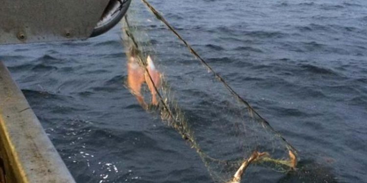 Begge Fiskeriforeninger byder den nye »Fiskeriminister« velkommen.  Arkivfoto: Fiskeri fra Jamik