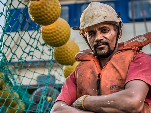 De fisk, vi kender som hverdagens sild og makrel, er i alvorlig fare. Nye tal fra Det Internationale Havforskningsråd (ICES) viser, at bestandene af makrel, sild og blåhvilling i Nordøstatlanten er styrtdykket til et kritisk lavt niveau. foto: MSC