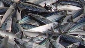 Specielt efter jagten på makrel er skudt i gang, er der flere der melder om en fin start på makrelfiskeriet i internationalt farvand. »Der er bedre end forventet,« udtaler flere. arkivfoto