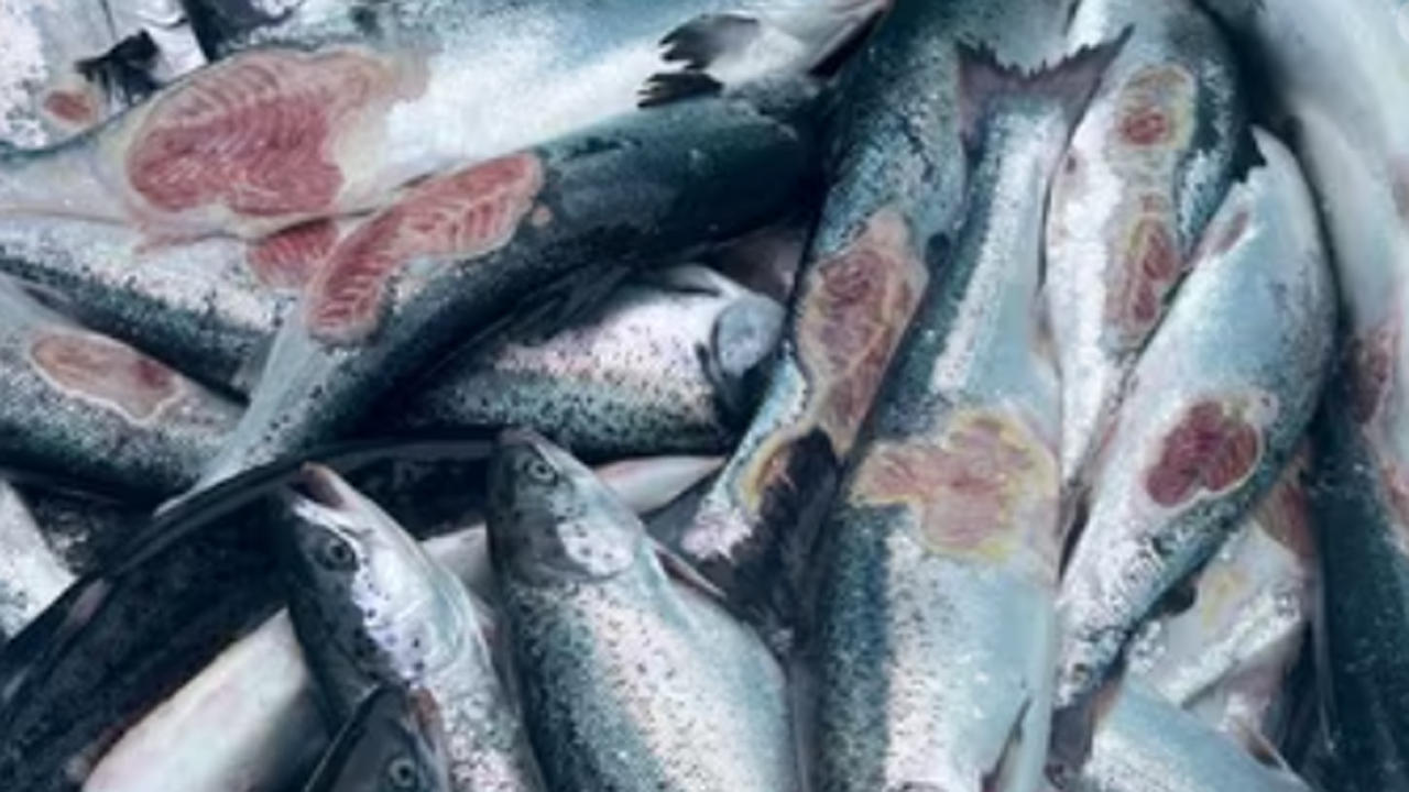 Read more about the article Norsk fiskeeksport kæmper med uenigheder om produktionsfisk