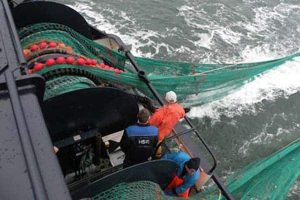 arkivfoto- trawl efter fladfisk - ok / fiskerforum.dk