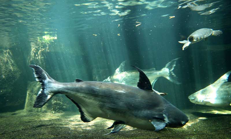 Read more about the article Grøn Dansk Aquateknologi leveret til Mekongdeltaet