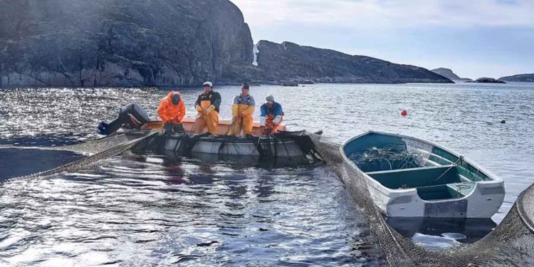 Halvårsregnskabet viser en positiv udvikling i retning mod at indfri Royal Greenlands økonomiske ambition frem mod 2027. At nå dette kræver dog et fortsat fokus på effektivisering og tilpasninger til et marked i konstant forandring, lyder det fra den konstituerede CEO, Preben Sunke. foto: Royal Greenland