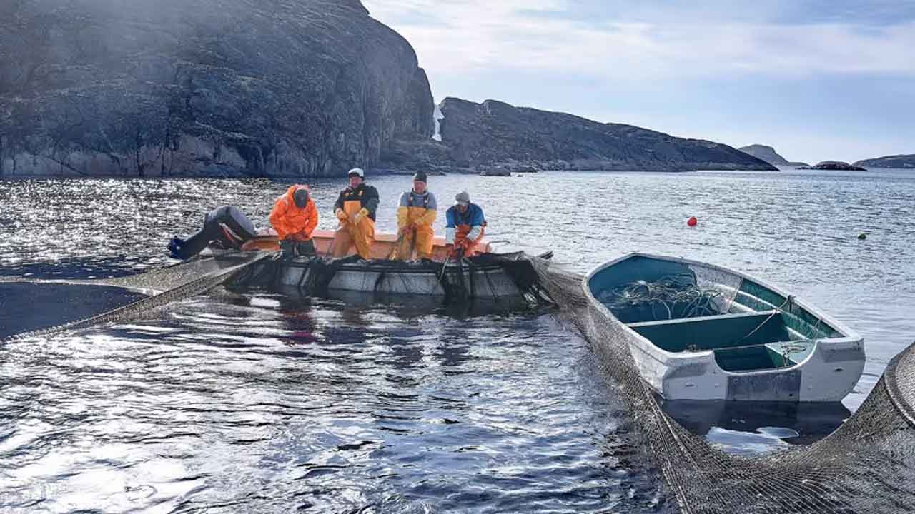 Read more about the article Grønland: Royal Greenland’s halvårsregnskab viser fortsat forbedringer i den primære drift