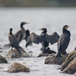 Danmark mest udskældte fisker - foto: NP