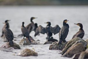 Danmark mest udskældte fisker - foto: NP