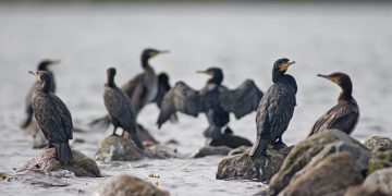 Danmark mest udskældte fisker - foto: NP