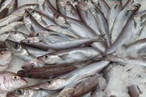 Den færøske trawler »Christian í Grótinum« har netop sat rekord ved at lande hele 3.564 tons blåhvilling til Havsbrún fiskerforum faroe island