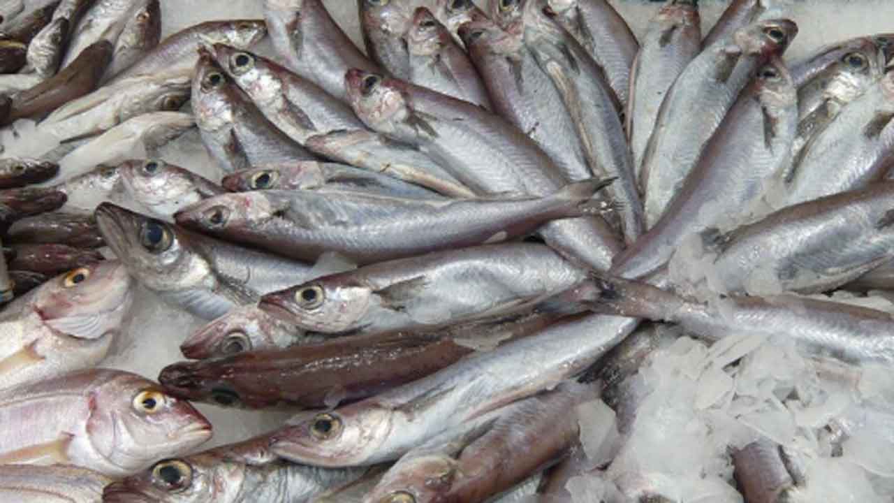 Read more about the article Færøerne: Største landing af blåhvilling i Fuglefjord nogensinde