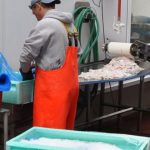 Fiskeindustrien presses på både eksportafsætning, tilgang af råvarer og et højt omkostningsniveau. arkivfoto: FiskerForum.dk
