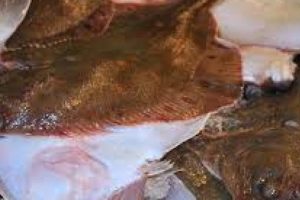 FSK mener ikke bomtrawl-fanget fisk bør MSC mærkes - MSC er uenige arkivfoto