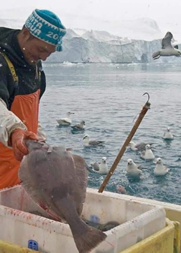 Hvordan omstiller man Grønlands fiskeri, så det er godt for både dyr, mennesker og samfundet? Man kunne lade sig inspirere af Alaska, foreslår Rikke Becker Jacobsen, der er lektor ved Institut for Bæredygtighed og Planlægning på Aalborg Universitet. arkivfoto