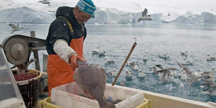 Hvordan omstiller man Grønlands fiskeri, så det er godt for både dyr, mennesker og samfundet? Man kunne lade sig inspirere af Alaska, foreslår Rikke Becker Jacobsen, der er lektor ved Institut for Bæredygtighed og Planlægning på Aalborg Universitet. arkivfoto