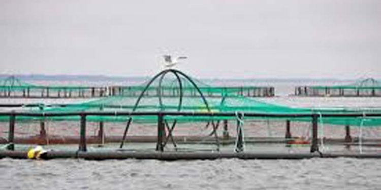 Miljø- og fødevareministeren sætter gang i investeringer i opdrætsfisk.  Arkivfoto: Havdambrug