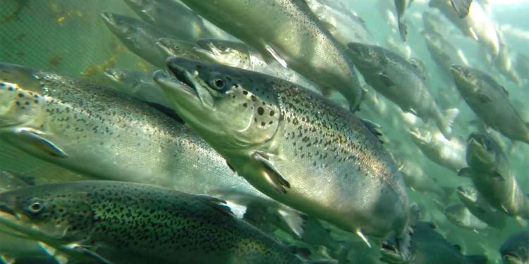 Rømningen skete, da slagteskibet »Norwegian Gannet« ankom for at hente laks fra havbrugene. Vejret var dårligt med kraftig vind og meget strøm. Senere blev det konstateret, at den not, som blev brugt til at samle laksene op i, havde fået to store revner. foto: hi.no