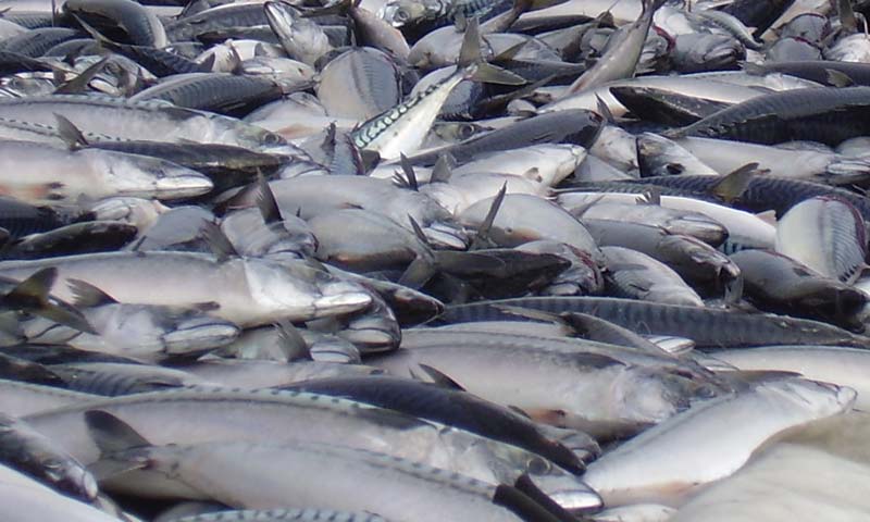 Read more about the article Færre makrel i Norskehavet