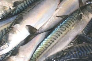 Hvis du har makrel på madplanen derhjemme, kan det være tid til at overveje et alternativ. Ifølge den britiske miljøorganisation Marine Conservation Society (MCS) er makrelbestanden i det nordøstlige Atlanterhav nu så hårdt presset, at fisken ikke længere vurderes som et bæredygtigt valg. arkivfoto
