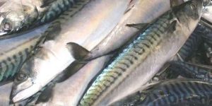 I år har de danske fiskere landet 13.341 ton fisk til en værdi af 145 millioner kroner i Norge, hvilket udgør en stigning på imponerende 166 % i mængde og hele 254 % i værdi sammenlignet med første kvartal 2024, hvor der blev landet 5.009 ton til en værdi af 41 millioner kroner. Denne dramatiske stigning i både mængde og værdi indikerer en markant ændring i landingsmønstrene. arkivfoto