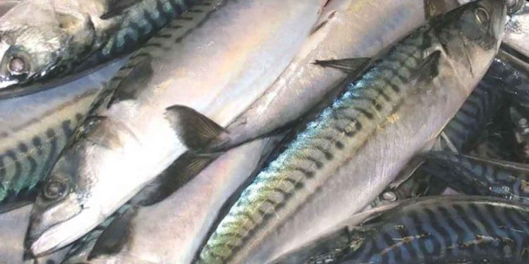 I år har de danske fiskere landet 13.341 ton fisk til en værdi af 145 millioner kroner i Norge, hvilket udgør en stigning på imponerende 166 % i mængde og hele 254 % i værdi sammenlignet med første kvartal 2024, hvor der blev landet 5.009 ton til en værdi af 41 millioner kroner. Denne dramatiske stigning i både mængde og værdi indikerer en markant ændring i landingsmønstrene. arkivfoto