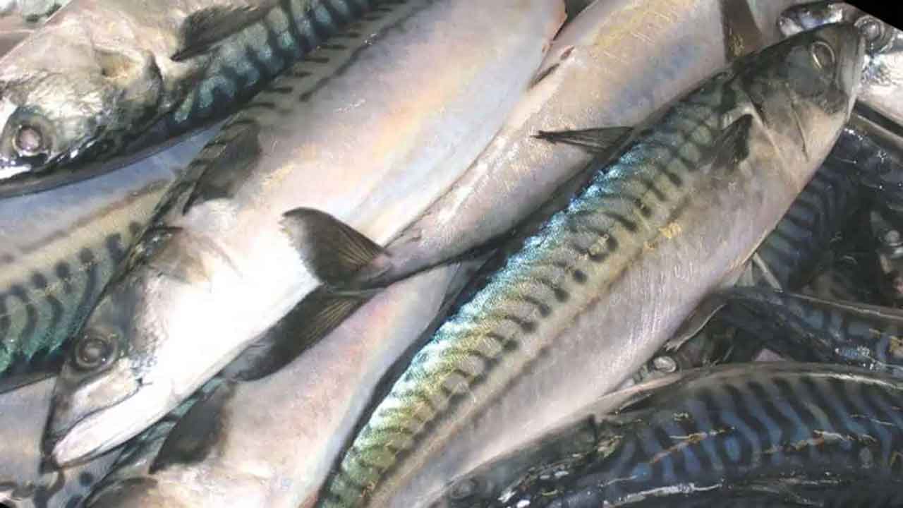 Read more about the article Makrelen mister sin bæredygtighed og eksperter advarer om overfiskeri