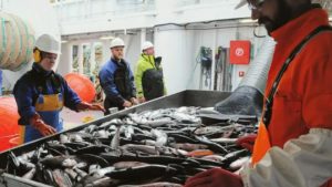 Færøerne: Makreltogtet fandt flest makrel fra årgangene 2020 og 2019. arkivfoto: HI.no