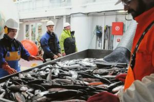 Færøerne: Makreltogtet fandt flest makrel fra årgangene 2020 og 2019. arkivfoto: HI.no